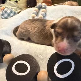 Blue Collar - Sable and white male Collie puppy in Morocco, Indiana from Collegiate Bassets and Rheign Collies