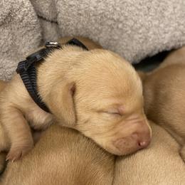 Boy 4 - Golden rust male Vizsla puppy in Riverview, Indiana from Kismet Vizslas