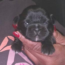 Cocoa - Chocolate female Shih Tzu puppy in Greer, South Carolina from My Precious Paws – Shih Tzu