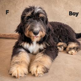 Sweet Pup's Snickerdoodle - Tri-color male Bernedoodle puppy in North Zulch, Texas from Sweet Pup Schnauzers