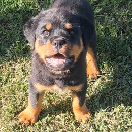 Girl 2 - Black and mahogany female Rottweiler puppy in De Witt, Iowa from Irish Eyes Kennels