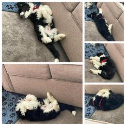 Goldendoodle, Golden Retriever, and Sheepadoodle Puppies from Guppy Puppies