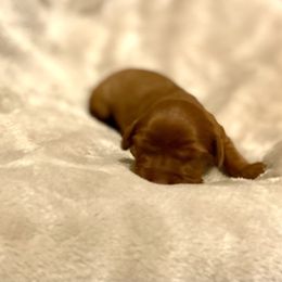 Buffy - Ruby Cavalier King Charles Spaniel puppy in Brewerton, New York from Patch of Land Acres