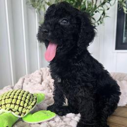 Maverick - Black male Goldendoodle puppy in Wauseon, Ohio from Medium Labradoodles 🐾