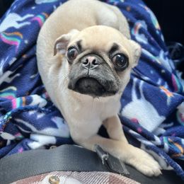 Willie - Pug puppy from Bear Mountain Farms