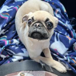 Willie - Pug puppy from Bear Mountain Farms