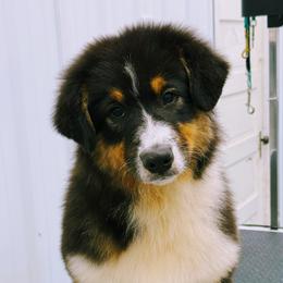Clover - Black tri-color female Australian Shepherd puppy in Paris, Kentucky from Silverstone Kennel