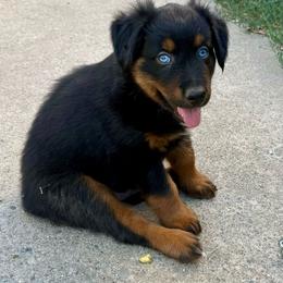 Dr. Pepper - Black tri male Miniature Australian Shepherd puppy in Lincoln, California from Country Dreams Mini Aussies