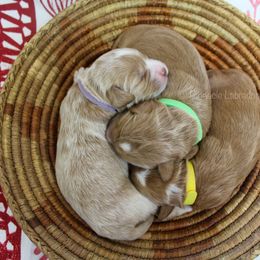 Australian Labradoodle Puppies from Pinnacle Labradoodles