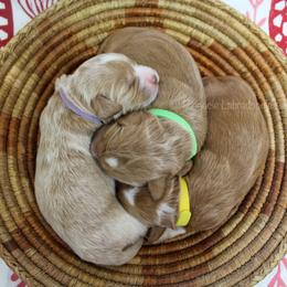 Australian Labradoodle Puppies from Pinnacle Labradoodles