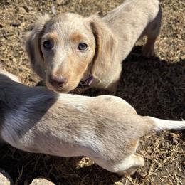 Honey - Dachshund