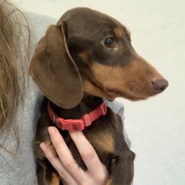 Cali - Dachshund