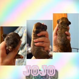 Jo Jo - Brindle female Dachshund puppy in Brazil, Indiana from King Duke Dachshunds