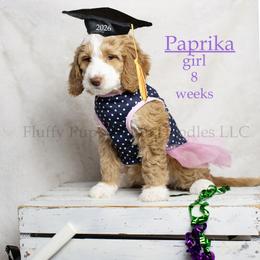 Paprika (lavender collar) girl - Red  female Goldendoodle puppy in Corona, California from Fluffy Puppy Mini Doodles LLC