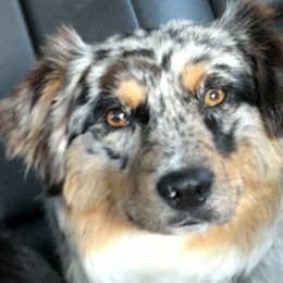 Miniature Australian Shepherds from Dirt Road Aussie’s of Montana