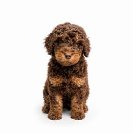Godiva - Chocolate female Labradoodle puppy in Elizabethtown, Kentucky from Reddy Poodles & Doodles