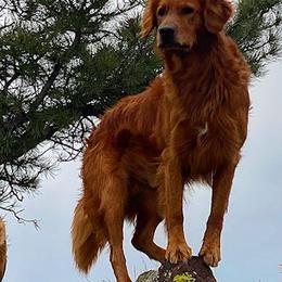 Golden Retrievers from Floyd Ranch Field Goldens