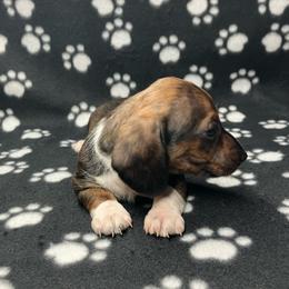 Higgins (red collar) - Piebald male Dachshund puppy in Saint Albans, Maine from Australian Cattle Cuties and littles