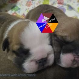 Bulldog Puppies from Westminster CH8