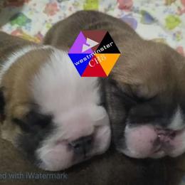 Bulldog Puppies from Westminster CH8