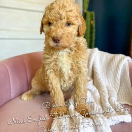 Buckle My Shoe - Apricot male Goldendoodle puppy in Grove, Oklahoma from Guinn Family Farms