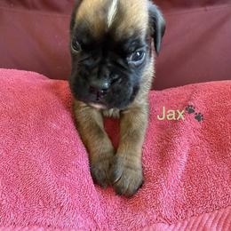 Boy 4 - Fawn male Boxer puppy in Cicero, New York from MK Boxer Haven of CNY