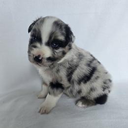 Kaboom - Blue merle male Australian Shepherd puppy in Lakeland, Florida from Diamond P Australian Shepherds