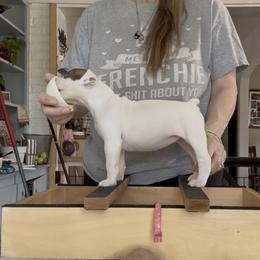 Mashed - White and tan female American Bulldog puppy in Varnville, South Carolina from DF's Unlimited Ruff