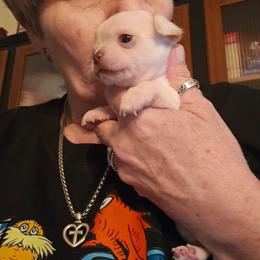 Remi - Cream and white male Chihuahua puppy in Orange, Texas from Tiny Paws from God
