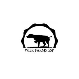 G - Black and white German Shorthaired Pointer puppy in Moyie Springs, Idaho from Wier Farms GSP