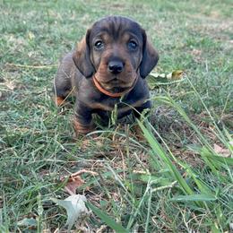 Dotson Male 1 - Wild boar male Dachshund puppy in Rusk, Texas from McCann Creek