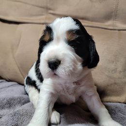 Sarge (red collar) - Black white and tan male English Springer Spaniel puppy in Talbott, Tennessee from Cant Stop A Dream Springers