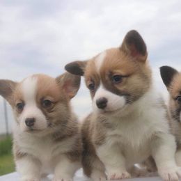 Pembroke Welsh Corgi and Toy Australian Shepherd Puppies from Riot Kreek Kennels