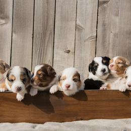 Australian Shepherd Puppies from Boise Aussie Paws