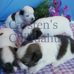 Chihuahua puppies from Carsten's Chihuahuas