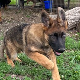 Sable male - Sable German Shepherd puppy in Carbondale, Kansas from Cunningham German Shepherds, LLC