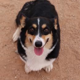 Buckle - Black and tan female Pembroke Welsh Corgi puppy in Tucson, Arizona from Socattleranch’s Corgi’s