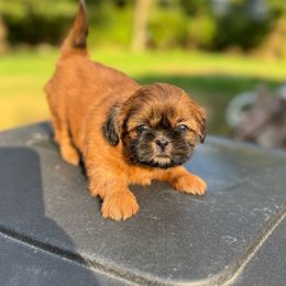 Lady - Brindle female Shih Tzu puppy in Wakefield, Rhode Island from Shih Tzu Companions