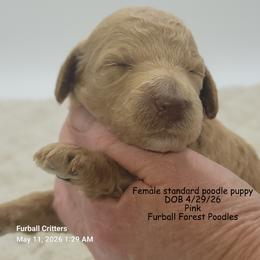 Girl 1 - female Poodle puppy in Santa Cruz, California from Furball Forest Poodles