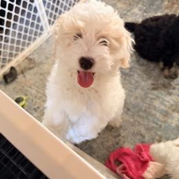Green Boy - Buff and white male Cockapoo puppy in Bayville, New Jersey from Lovin Lil CutiePoos