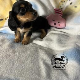 Kiki - Black and cream female Dachshund puppy in East Dover, Vermont from Audet’s Mini Dachshunds