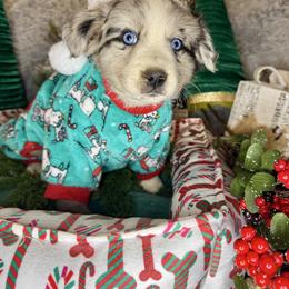 Chromite (Chrome) - Blue merle male Miniature Australian Shepherd puppy in California from Eagle River Aussies