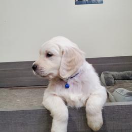 Golden Retriever Puppies from Eagle River Golden Retriever Farm