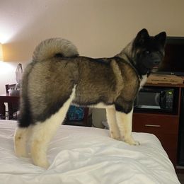 Akita Puppies from Majestic Valley Farms