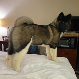 Akita Puppies from Majestic Valley Farms