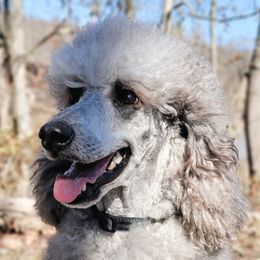 Ripley - Poodle