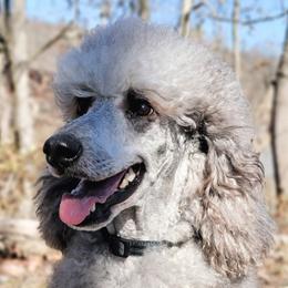 Ripley - Poodle