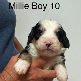 Boy 10 - Tri-color male Bernedoodle puppy in West Point, Iowa from Circle A Mini Goldendoodles and Mini Bernedoodles