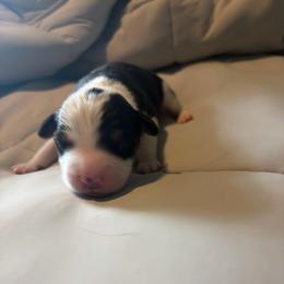 Bravo - Black tri male Miniature Australian Shepherd puppy in Weatherford, Texas from F & T Aussies