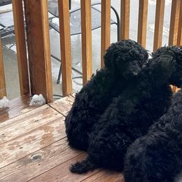 Poodles from Stormy Skye Poodles